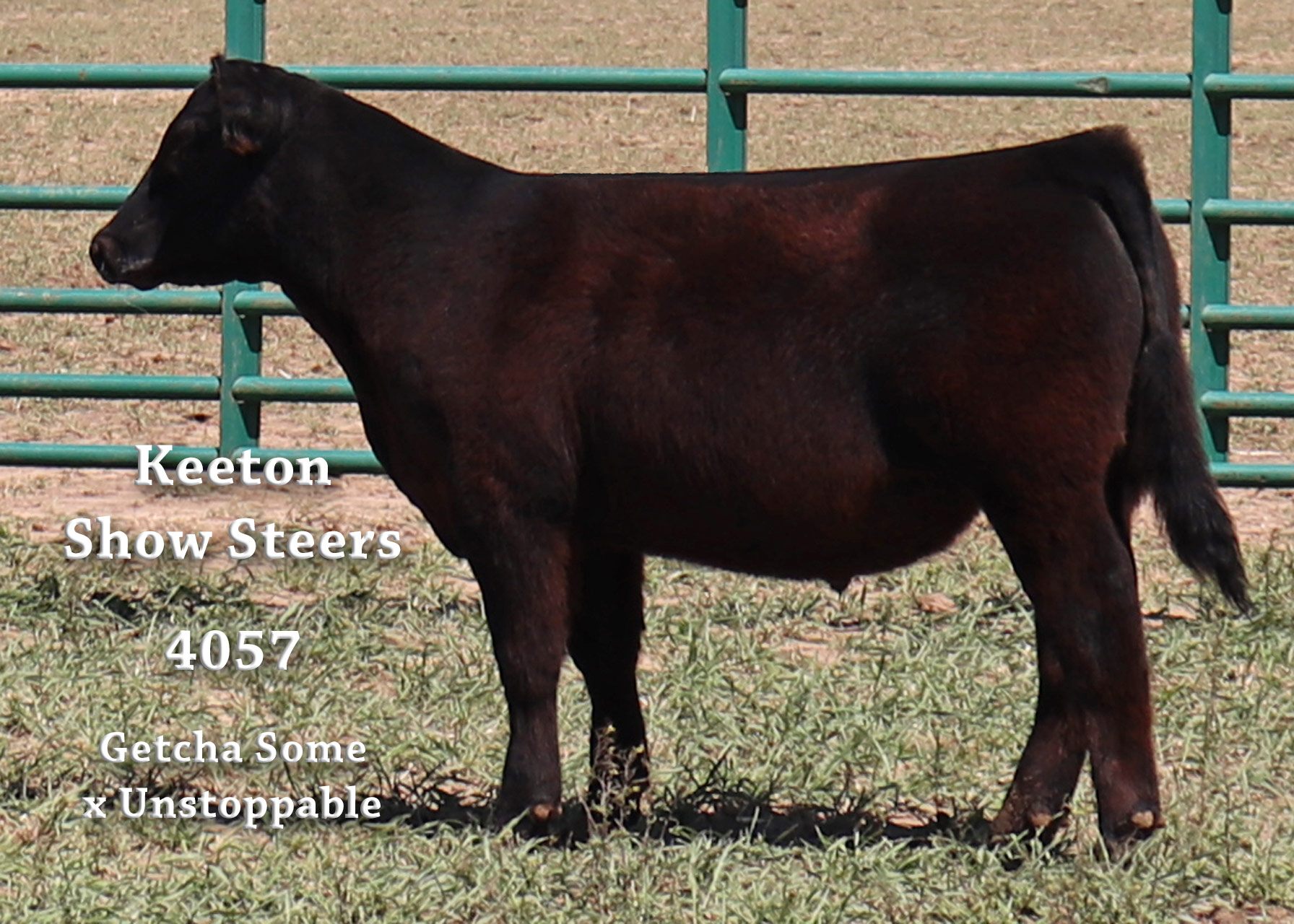 Keeton Show Steers – Wolfforth, Texas