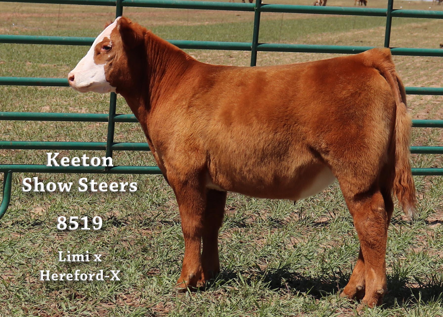 Keeton Show Steers – Wolfforth, Texas