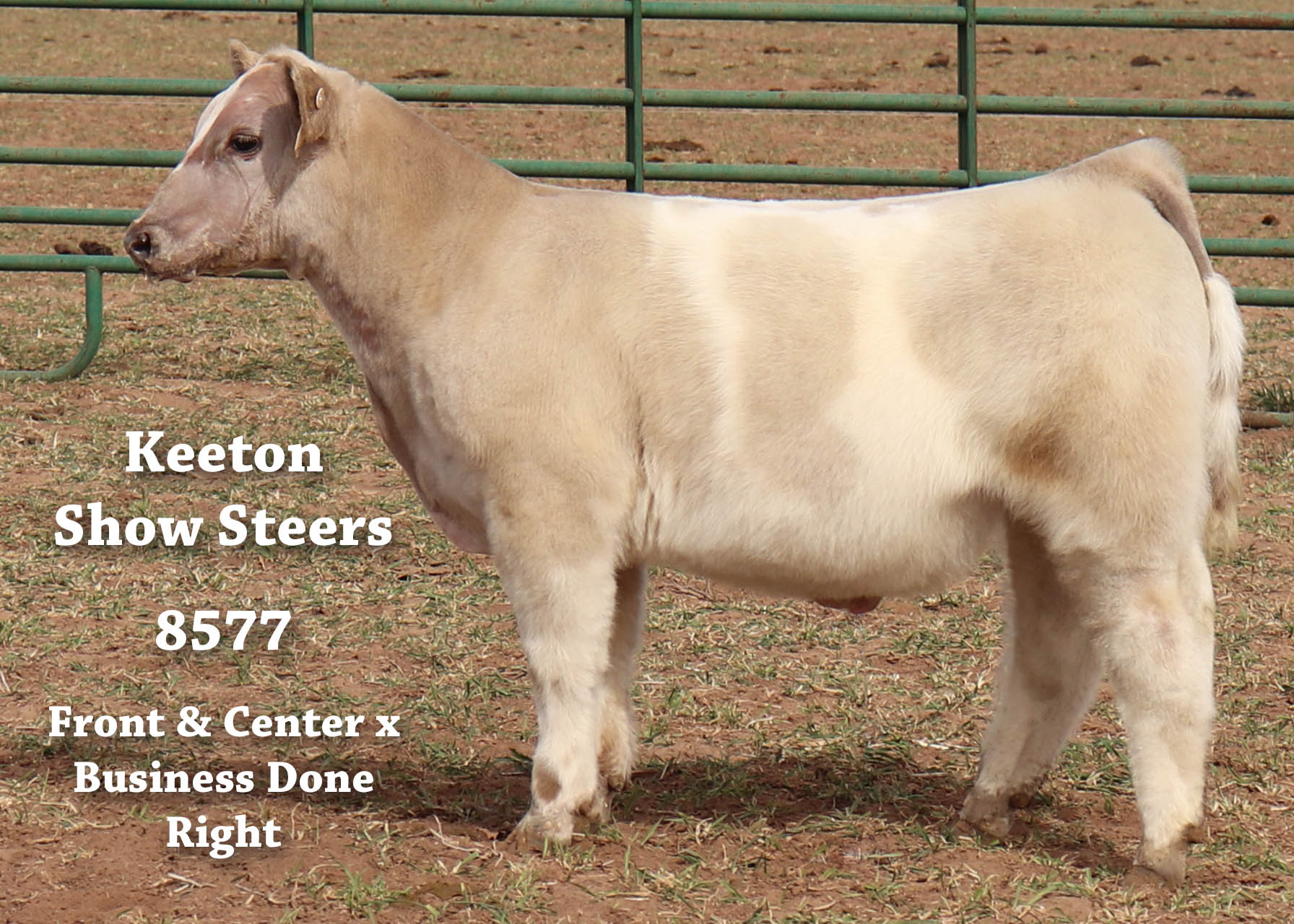 Keeton Show Steers – Wolfforth, Texas