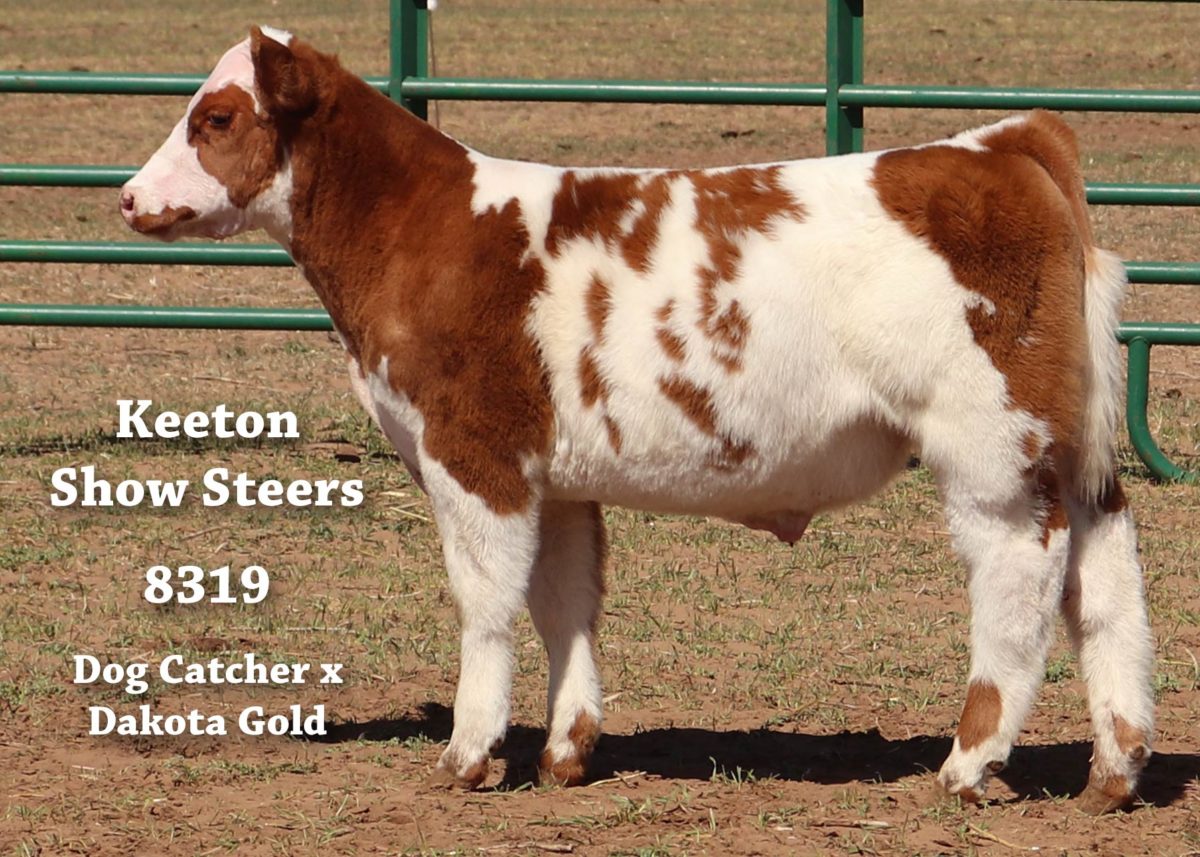 Keeton Show Steers – Wolfforth, Texas