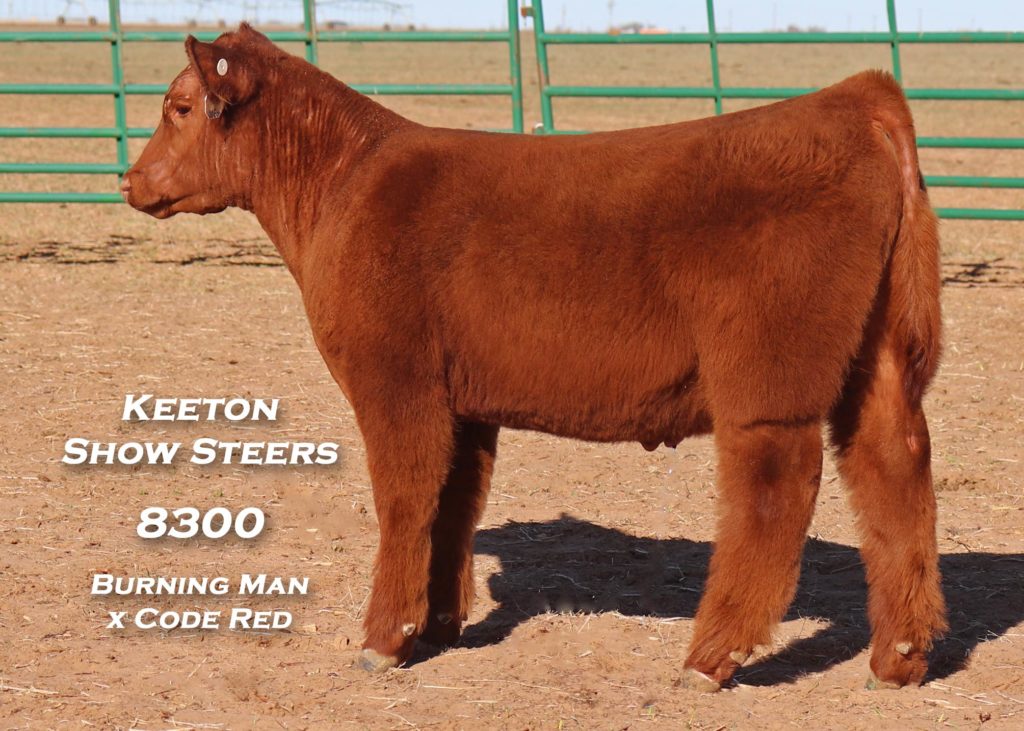 Keeton Show Steers Wolfforth, Texas