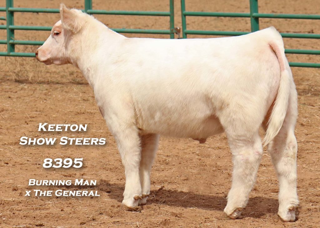 Keeton Show Steers – Wolfforth, Texas