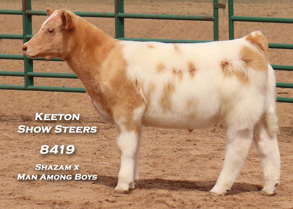 Keeton Show Steers – Wolfforth, Texas